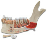 Half Lower Jaw, 3 times full-size, 11 part